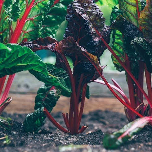 Swiss Chard and Thyme Swiss chard growing in garden.