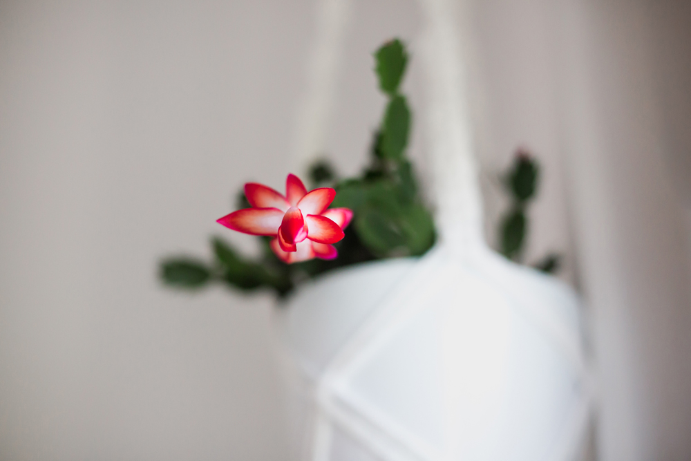 3. Feed It beautiful bloom on Christmas cactus indoors