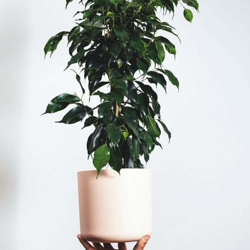 Weeping Fig weeping fig in a white pot held against a white background