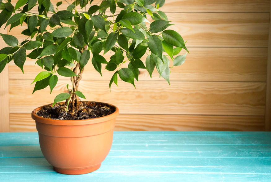 Ficus (Ficus spp.) Ficus (Ficus spp.)