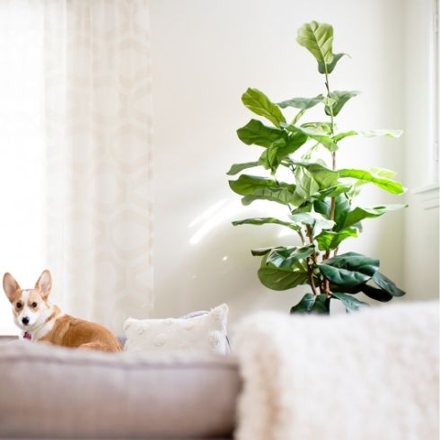 Fiddle Leaf Fig Tall potted fiddle leaf fig in corner of living room