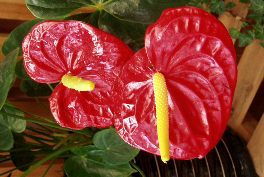 8. Flamingo Flower Flamingo Flower