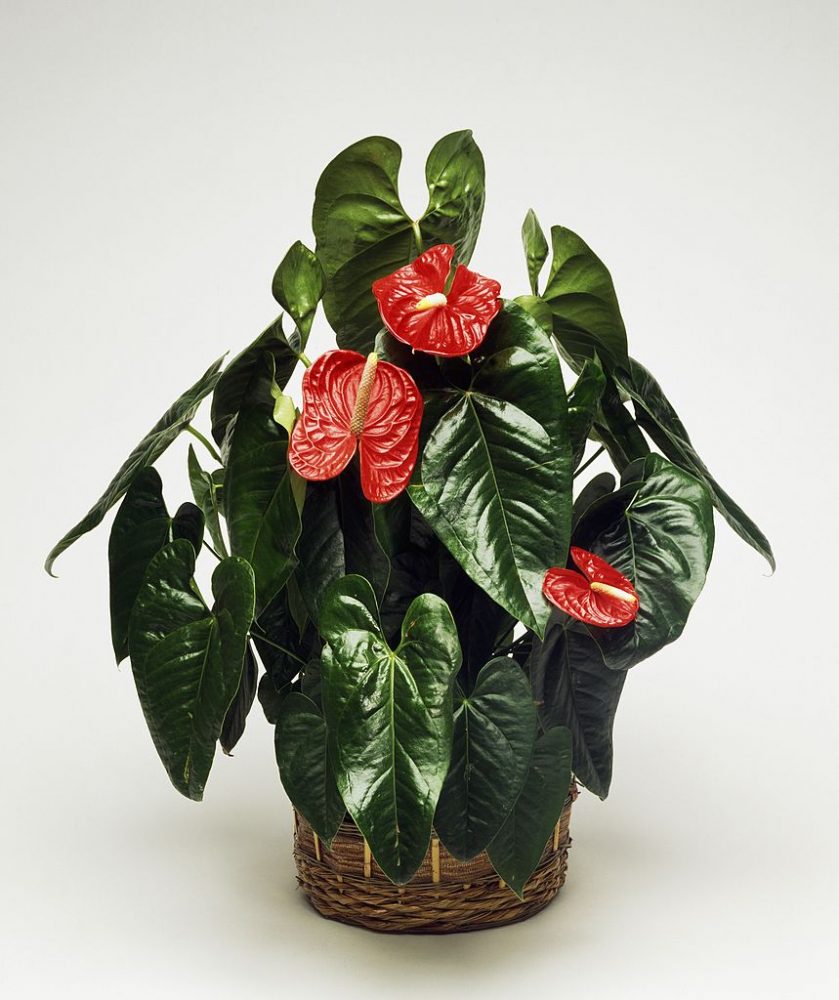 Flamingo Lily Flamingo-lily, Araceae in a plant pot.