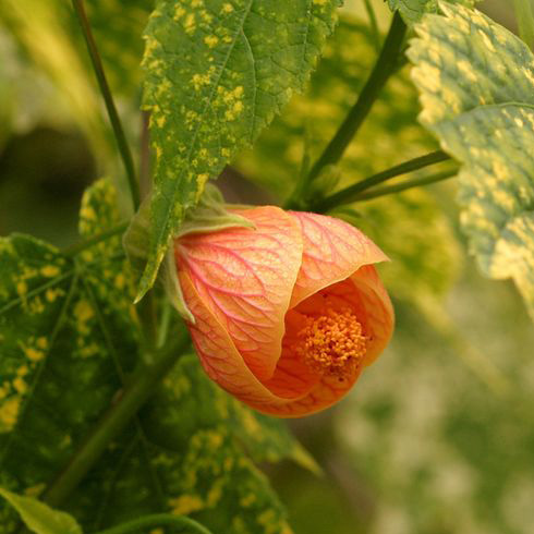 Flowering Maple (Abutilon sp.) Flowering Maple (Abutilon sp.)