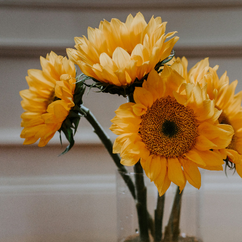 Pennies in the Water A vase with beautiful yellow sunflowers in bloom