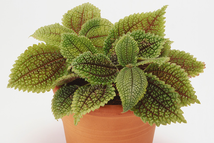 19. Friendship Plant (Pilea Involucrata) Friendship Plant