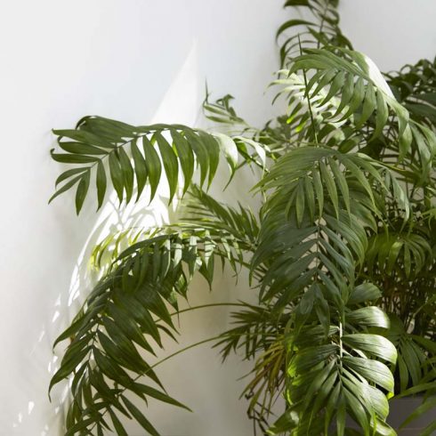 Parlour Palm indoor parlour palm against white background in sunlight