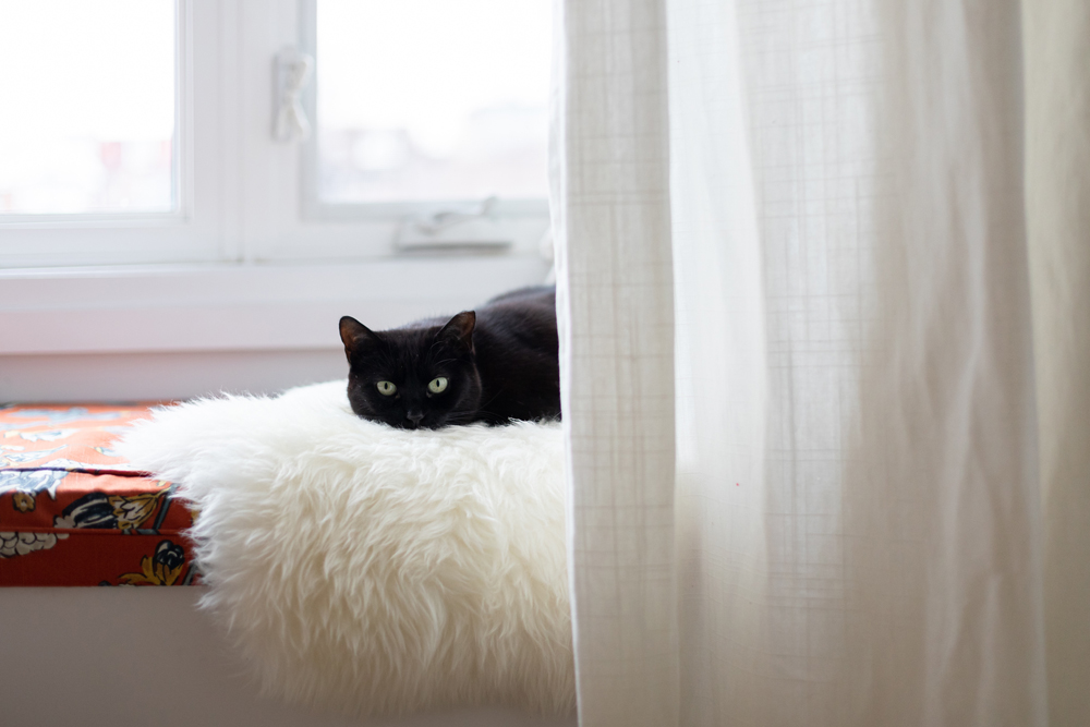 The Purr-fect Place Black cat on plush white rug on window seat