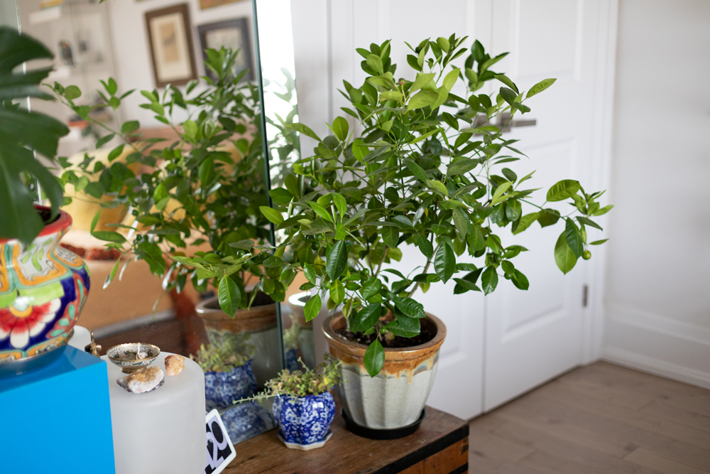 The Green Scene Green plant on dresser in white bedroom