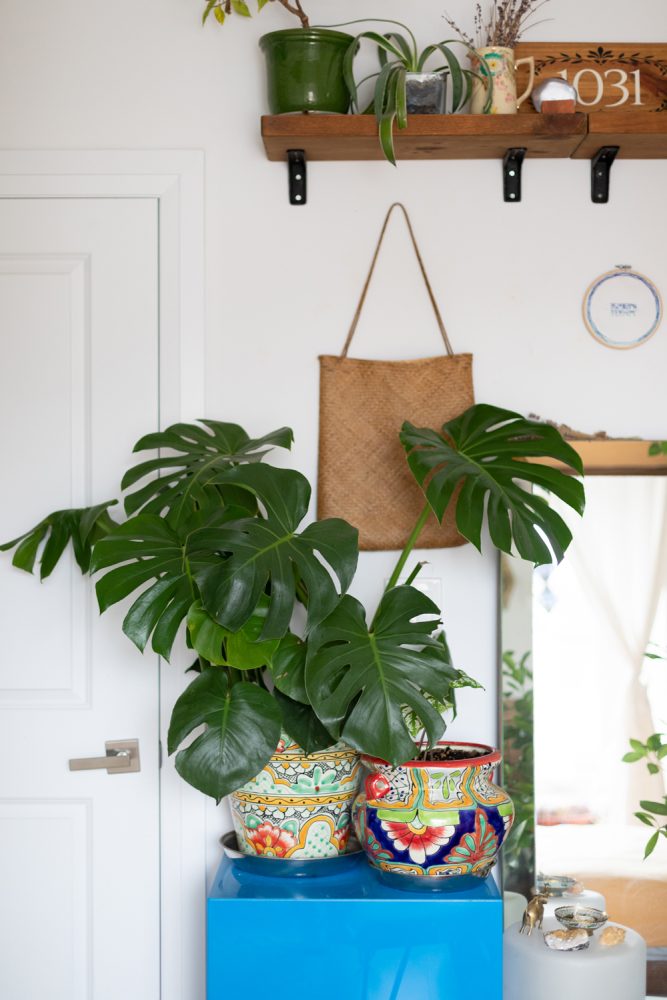 Organic Inspiration Green plant and colourful patterned planters on blue dresser with wood shelf above