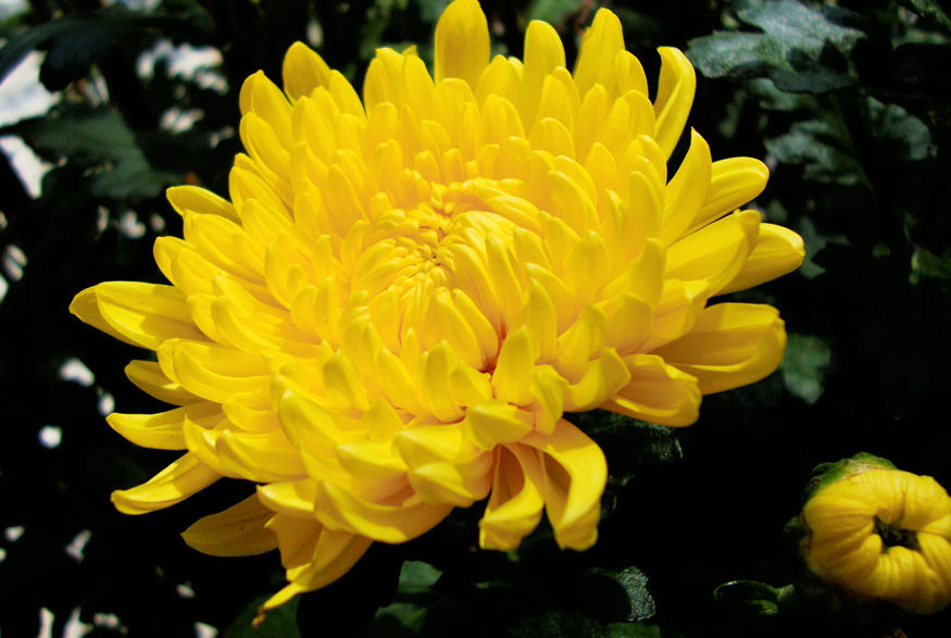 2. Florist’s Chrysanthemum Florist’s Chrysanthemum