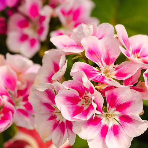 Geranium (Geranium sp.) Geranium (Geranium sp.)