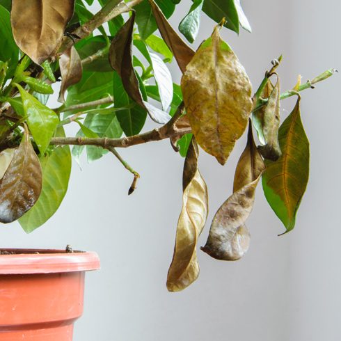 Get Rid of Diseases A sick plant