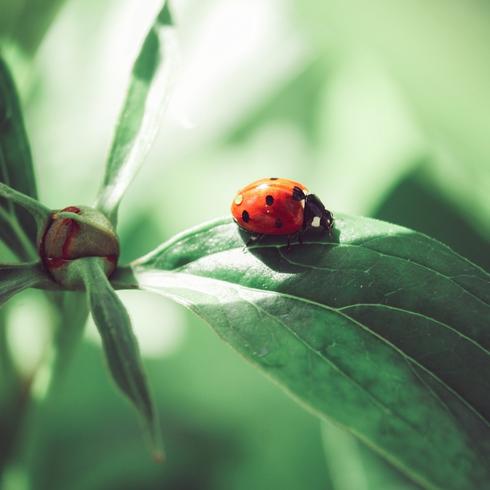 Get Rid of Pests Plant with pest problems