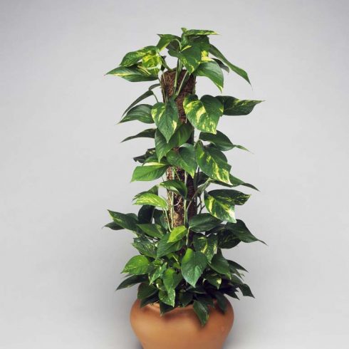 Pothos, Araceae golden pothos growing on a moss pole in a terracotta pot against white background