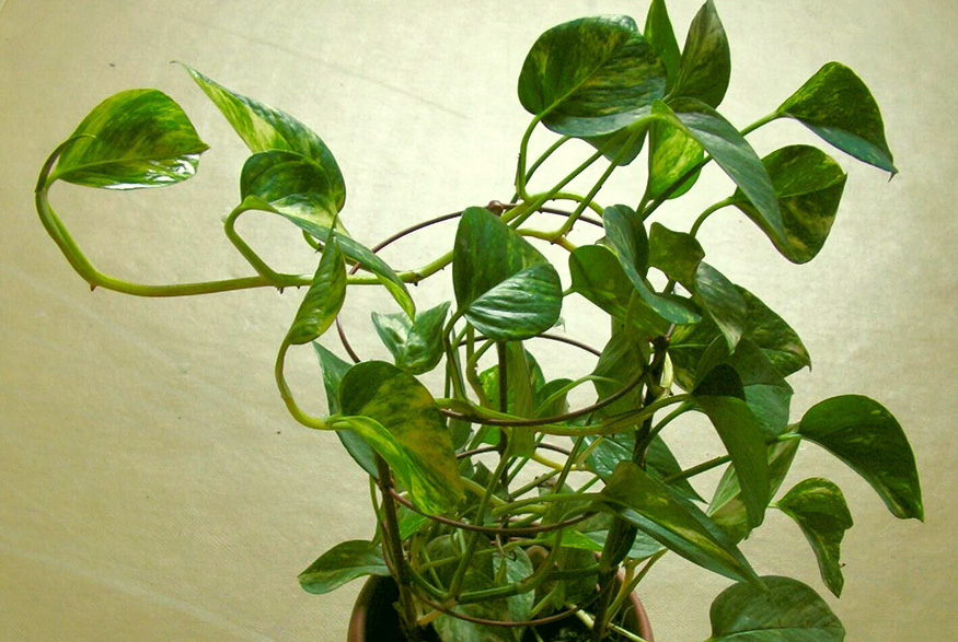 7. Golden Pothos Golden Pothos