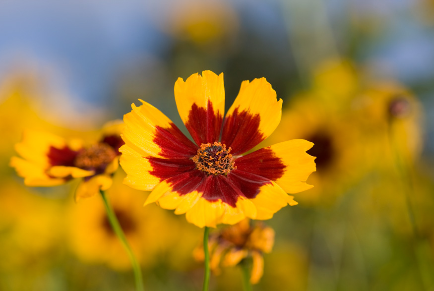 Golden Tickseed (Coreopsis tinctoria) Golden Tickseed (Coreopsis tinctoria)