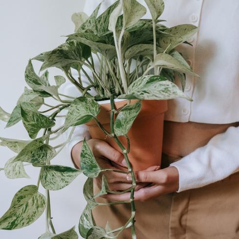 Trim Back the Dead Parts Person holding plant in terracotta pot