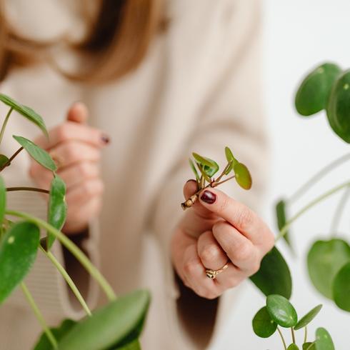 Diagnose the Problem Looking at a dying house plant