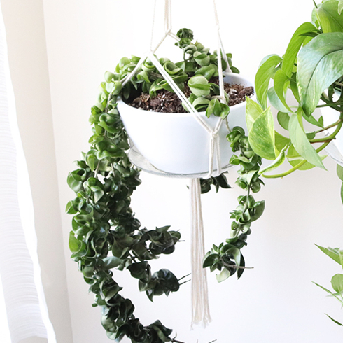 Rope Hoya A hanging basket with a hoya rope plant
