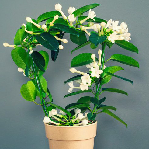 Hawaiian Wedding Flower (Stephanotis floribunda) Hawaiian Wedding Flower (Stephanotis floribunda)