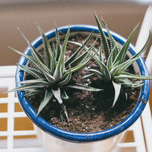Haworthia An overhead shot of a Haworthia plant in a pot
