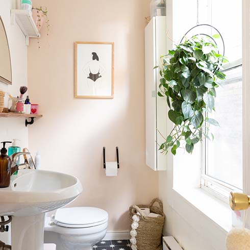 Heart Leaf Philodendron Heart leaf philodendron hanging in bathroom window