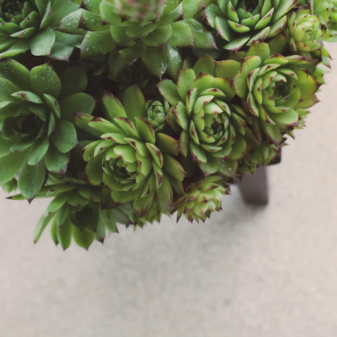 Hens and Chicks A close-up of a hens and chicks succulent plant