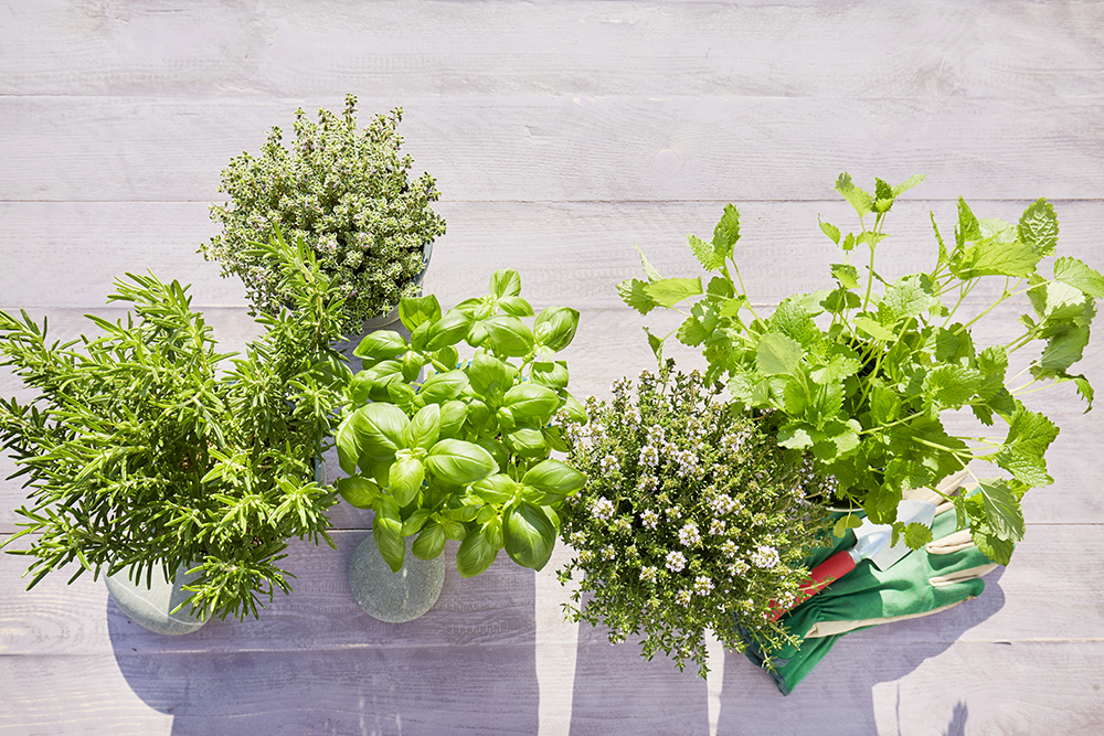 They May Need Fertilizing An assortment of herbs – rosemary, basil, thyme, and parsley – shot from above.