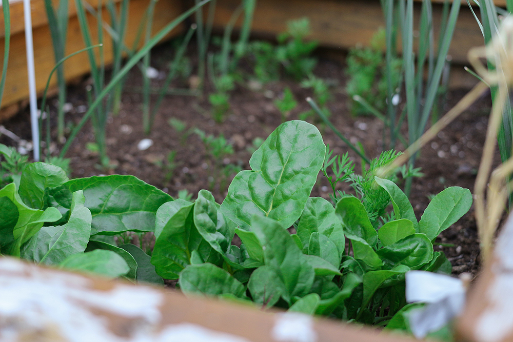 Bring Your Herbs Back to Life: Give Your Yellowing Herbs a Shot of Fertilizer Herbs growing in a small outdoor garden box