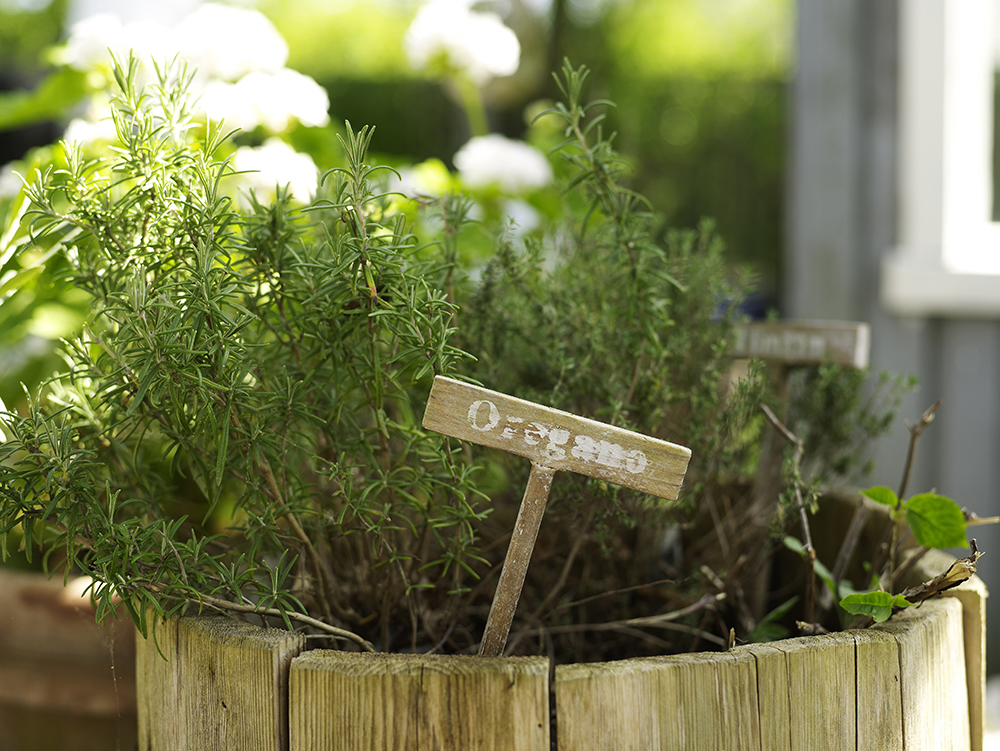 They May Be Getting Too Little Light Closeup of oregano plant in rustic pot. A small sign in the pot reads “oregano”