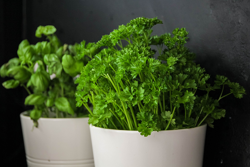 Crispy Leaves Could Be Caused by Low Humidity Parsley and sage plant in white pots