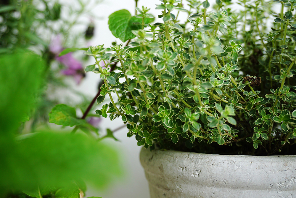 Bring Your Herbs Back to Life: Repot Them in a High Quality Potting Soil Closeup of thyme in a ceramic pot