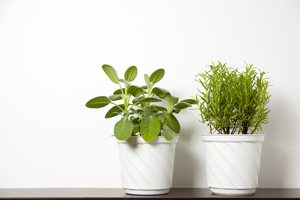 Low Quality Soil Sage and rosemary plants in small white pots sit in front of a white wall