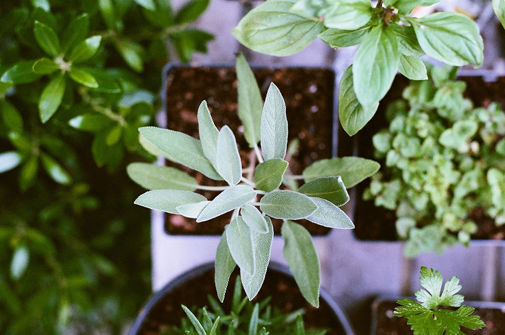 Bring Your Herbs Back to Life: Give Them More Light Basil and sage plants in nursery pots viewed from overhead