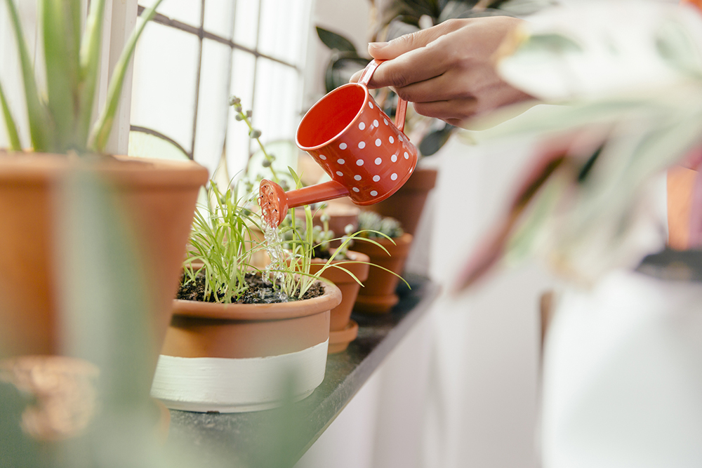 Bring Your Herbs Back to Life: Implement a Watering Schedule A person watering a small pot of herbs with a red polkadot watering can