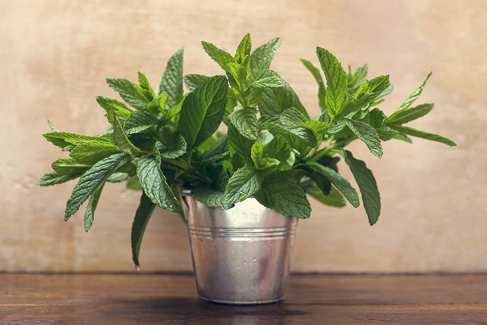 They May Be Getting Too Much Direct Sunlight Wild mint plant in a silver pot