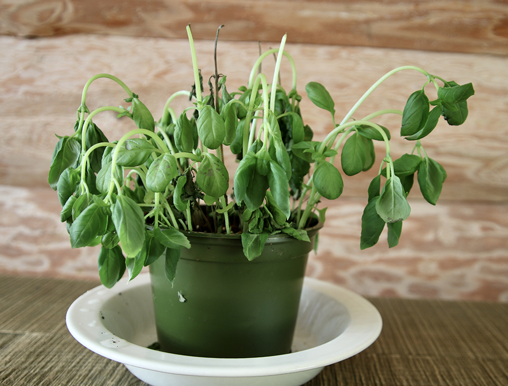 They May Be Getting Too Little Water Wilting basil plant in a green pot with a white saucer