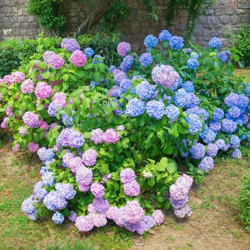Love is Love Walled garden with a huge bed filled with blue, purple and pink hydrangea flowers as part of memorial garden ideas