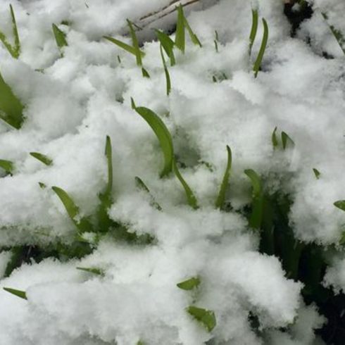 Use Snow to Your Advantage Plants and grass covered in snow