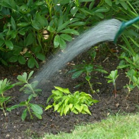 Water the Garden Person watering their garden in backyard