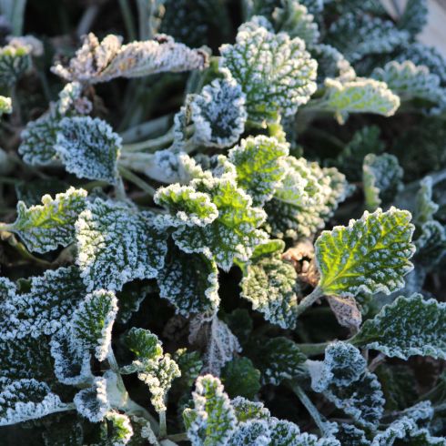 Know When to Expect Frost and Freeze Frosty plant