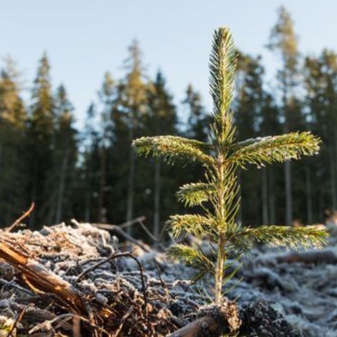Shade Newly Planted Evergreens Newly Planted Evergreens in frost and winter