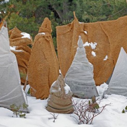 Cover Your Plants Plants and trees covered in material for winter protection