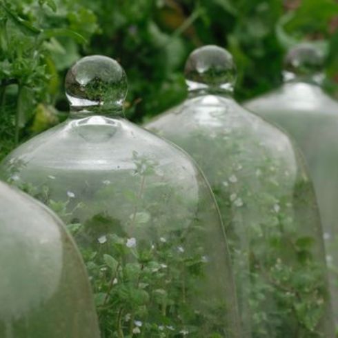 Use Cloches Glass cloches covering small plants