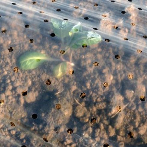Don’t Use Plastic on Its Own Plant covered in plastic