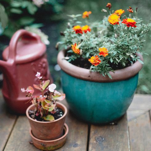 Bury Pots potted plants with watering can