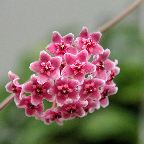 Hoyas Closeup of a bright pink hoya bloom. The larger flower is made up of a bunch of tiny, five-petal, fuzzy flowers.