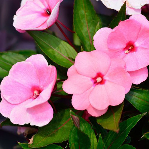 Impatiens (Impatiens sp.) Impatiens (Impatiens sp.)