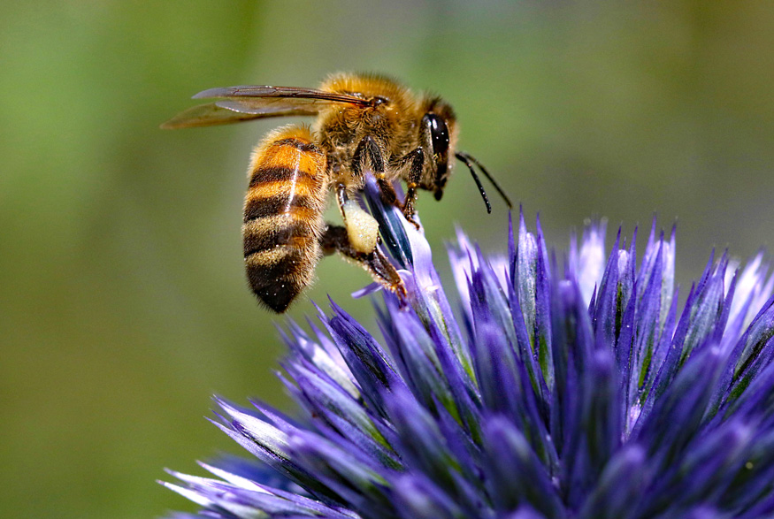 The Importance of Pollination Bee on a flower
